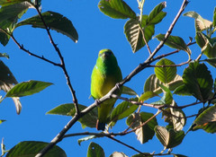 Chlorophonia callophrys