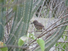 Toxostoma cinereum
