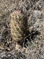 Echinomastus intertextus dasyacanthus