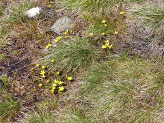 Ranunculus gunnianus