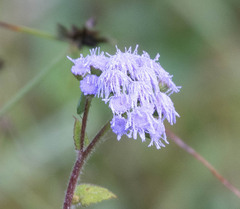 Ageratum houstonianum