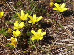 Ranunculus gunnianus
