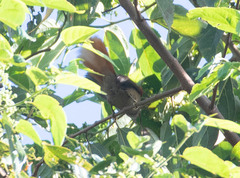 Cranioleuca erythrops