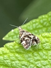Tebenna micalis