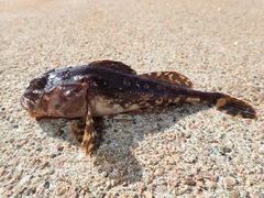 Myoxocephalus scorpius