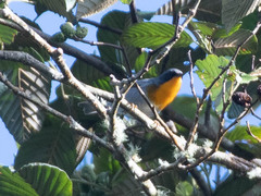 Oreothlypis gutturalis