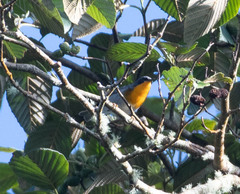 Oreothlypis gutturalis