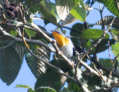 Oreothlypis gutturalis