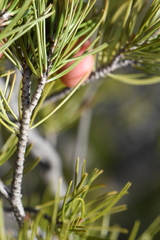 Pinus remota