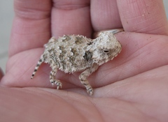 Phrynosoma blainvillii