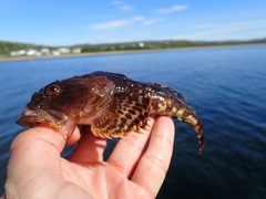 Myoxocephalus scorpius