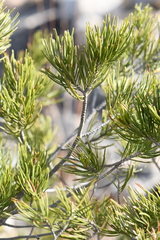 Pinus remota