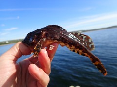 Myoxocephalus scorpius
