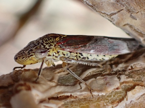 Smoketree Sharpshooter photo 3