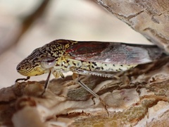 Homalodisca liturata