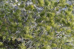 Pinus remota