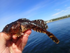 Myoxocephalus scorpius