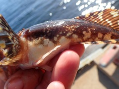 Myoxocephalus scorpius