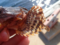 Myoxocephalus scorpius