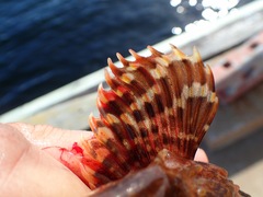 Myoxocephalus scorpius