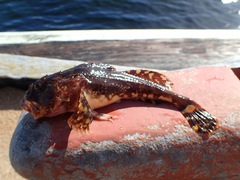 Myoxocephalus scorpius