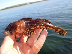 Myoxocephalus scorpius