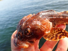 Myoxocephalus scorpius