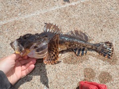 Myoxocephalus scorpius