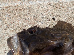 Myoxocephalus scorpius