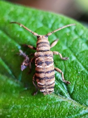 Apomecyna luzonica