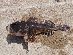 Myoxocephalus scorpius