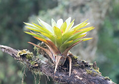 Werauhia