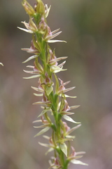Prasophyllum maccannii