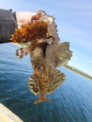 Myoxocephalus scorpius