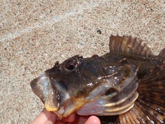 Myoxocephalus scorpius