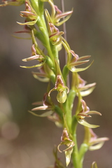 Prasophyllum maccannii