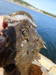 Myoxocephalus scorpius