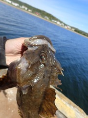 Myoxocephalus scorpius