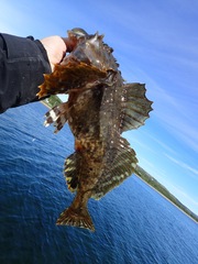 Myoxocephalus scorpius