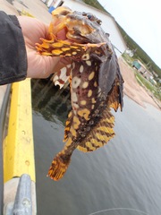 Myoxocephalus scorpius