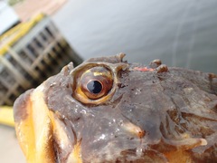 Myoxocephalus scorpius