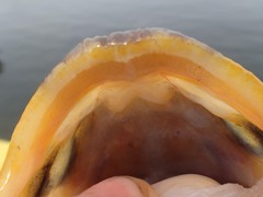 Myoxocephalus scorpius