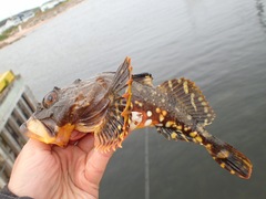 Myoxocephalus scorpius