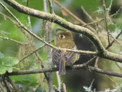 Empidonax flavescens