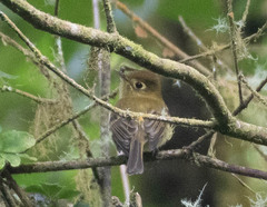 Empidonax flavescens