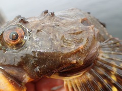 Myoxocephalus scorpius