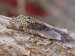 Homalodisca liturata