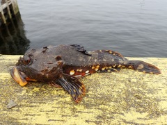 Myoxocephalus scorpius
