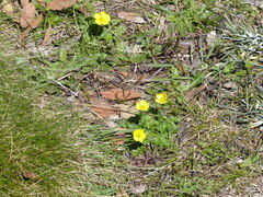 Ranunculus graniticola