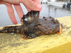 Myoxocephalus scorpius